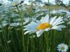 Daisies