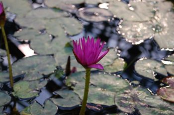 lotusflower